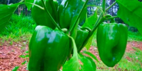 Najbolje sorte paprike za moskovsku regiju za otvoreno tlo